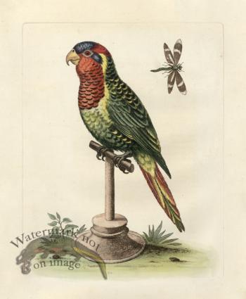 Edwards Parrot 16.jpg